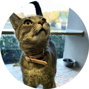 cat-in-a-boarding-suite