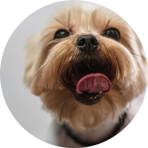 happy-dog-after-grooming